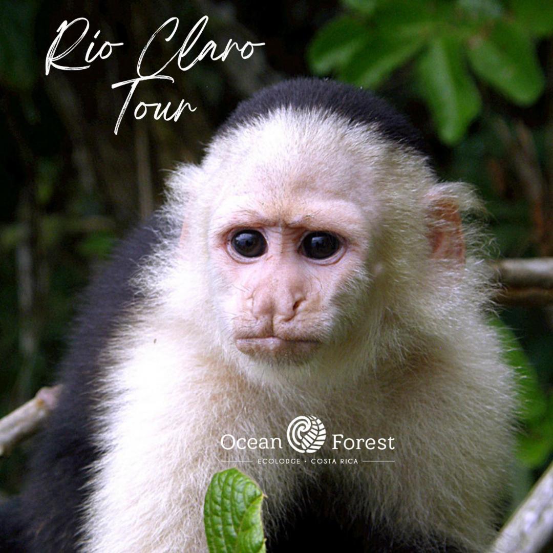 Ocean Forest Ecolodge San Pedrillo Экстерьер фото