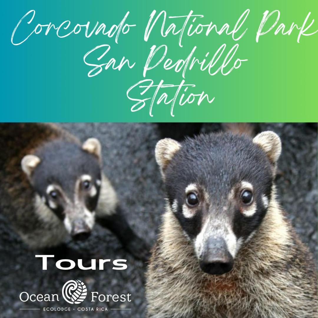 Ocean Forest Ecolodge San Pedrillo Экстерьер фото